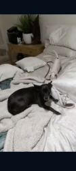 Lost Female Dog last seen W. State Ave and N. 123rd Dr., El Mirage, Glendale, AZ 85307