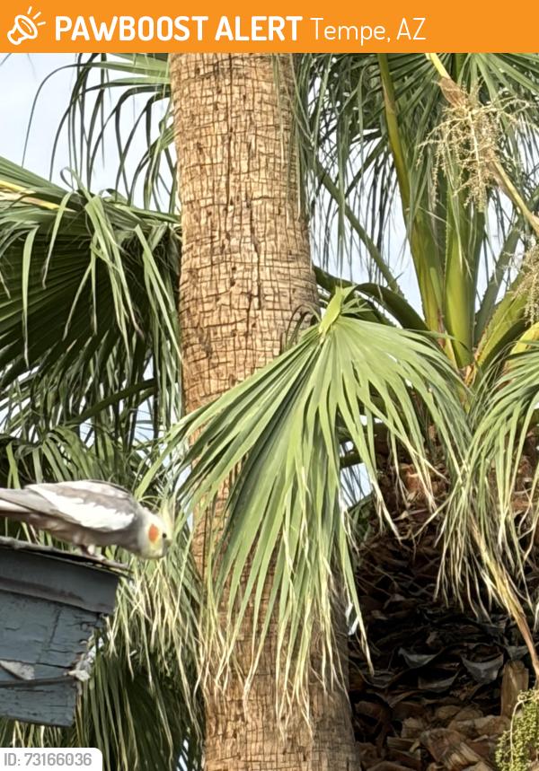 Found/Stray Unknown Bird last seen South Cornell and La Rosa, Tempe, AZ 85283