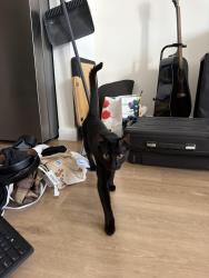Lost Male Cat last seen Across the street from Luckys bar, Nashville, TN 37210