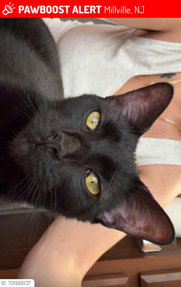 Lost Female Cat last seen S pearl street, Millville, NJ 08332