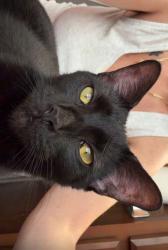 Lost Female Cat last seen S pearl street, Millville, NJ 08332