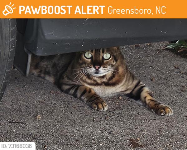 Found/Stray Unknown Cat last seen Cardinal Pl, Pamlico, Greensboro, NC 27408