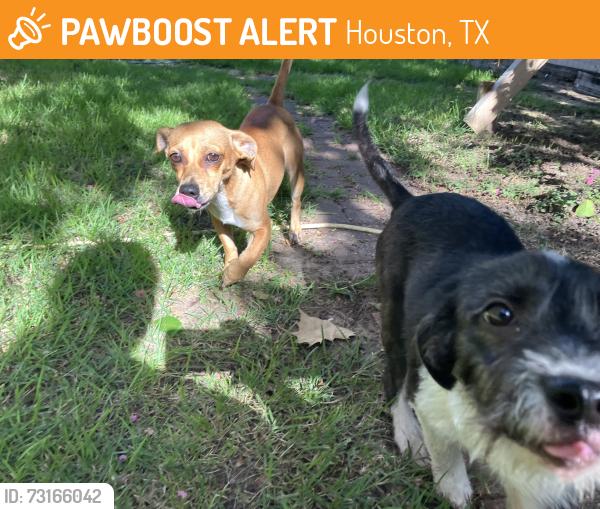Found/Stray Unknown Dog last seen Tabor Street and Pecore, Houston, TX 77009