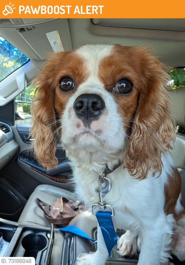 Surrendered Male Dog last seen Found in Mansion View Subdivision in the county. Florence, AL. On Wear Drive and Betsy Ross.”, Lauderdale County, AL 35633