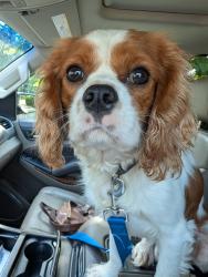 Found/Stray Male Dog last seen Found in Mansion View Subdivision in the county. Florence, AL. On Wear Drive and Betsy Ross.”, Lauderdale County, AL 35633