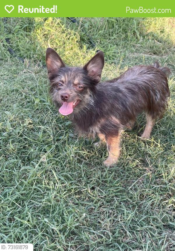 Reunited Male Dog last seen Near n 1st st 75158, Scurry, TX 75158