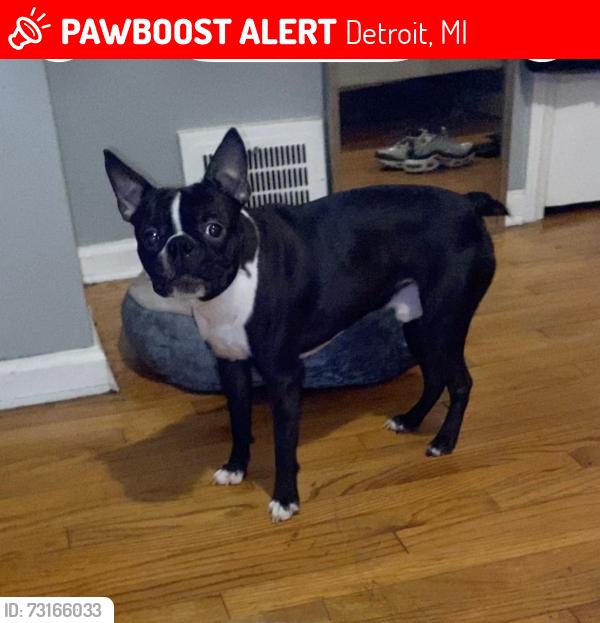 Lost Male Dog last seen 8mile, Detroit, MI 48234