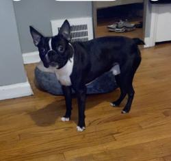 Lost Male Dog last seen 8mile, Detroit, MI 48234
