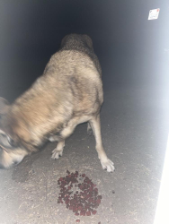 Found/Stray Male Dog last seen Madison and helm, Fresno, CA 93721