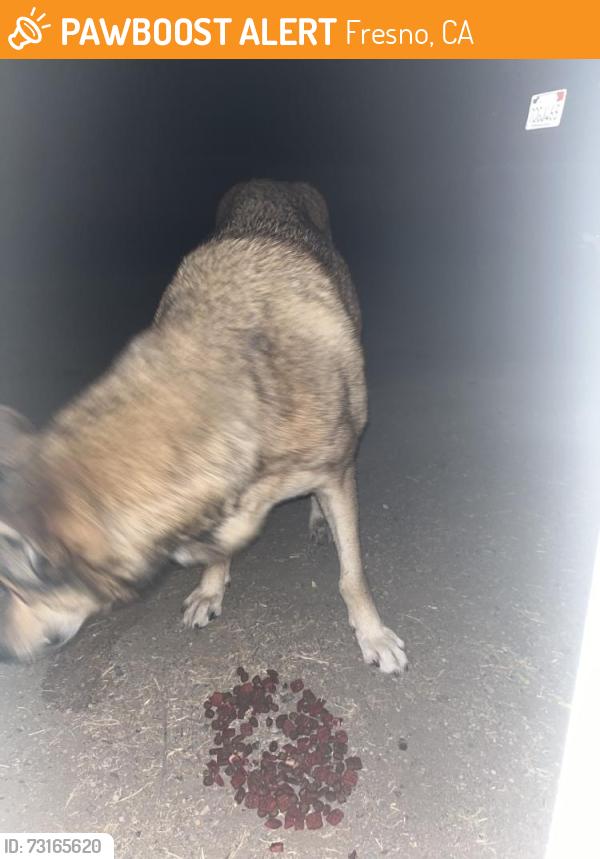 Found/Stray Male Dog last seen Madison and helm, Fresno, CA 93721