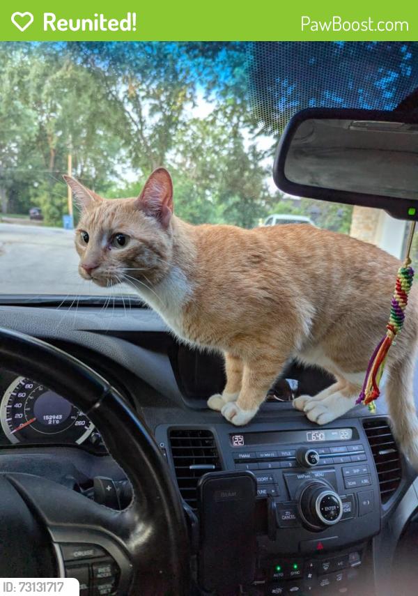 Reunited Male Cat last seen Thompson Drive & Ness Avenue, Winnipeg, MB R3J 3E8