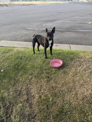Found/Stray Unknown Dog last seen March lane and Weber parkway by DF Donuts, Stockton, CA 95210
