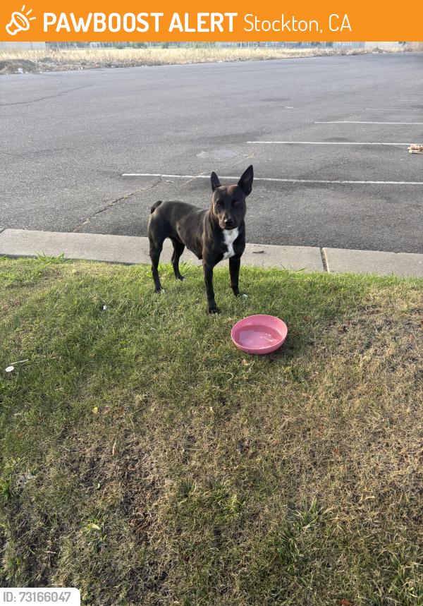 Found/Stray Unknown Dog last seen March lane and Weber parkway by DF Donuts, Stockton, CA 95210