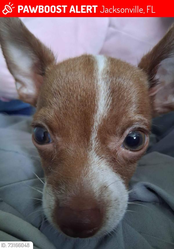Lost Female Dog last seen bragg rd, casset ave, near highway, Jacksonville, FL 32254