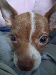 Lost Female Dog last seen bragg rd, casset ave, near highway, Jacksonville, FL 32254