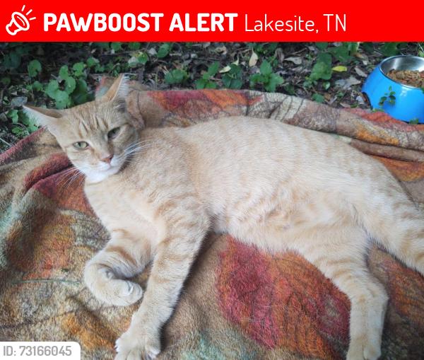 Lost Female Cat last seen Dallas Lake Rd @ Hale, Lakesite, TN 37343