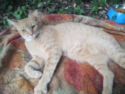 Lost Female Cat last seen Dallas Lake Rd @ Hale, Lakesite, TN 37343