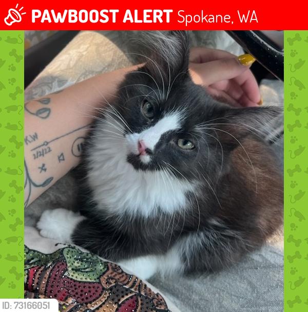 Lost Male Cat last seen Shiloh Hills area, Spokane, WA 99208