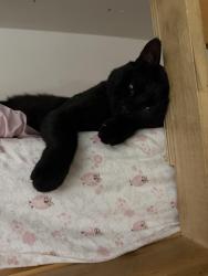 Reunited Male Cat last seen Near Myano Lane, Stamford, CT 06902