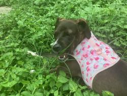 Lost Female Dog last seen dollar general, walmart, heb, fishers gas station curches, San Antonio, TX 78247