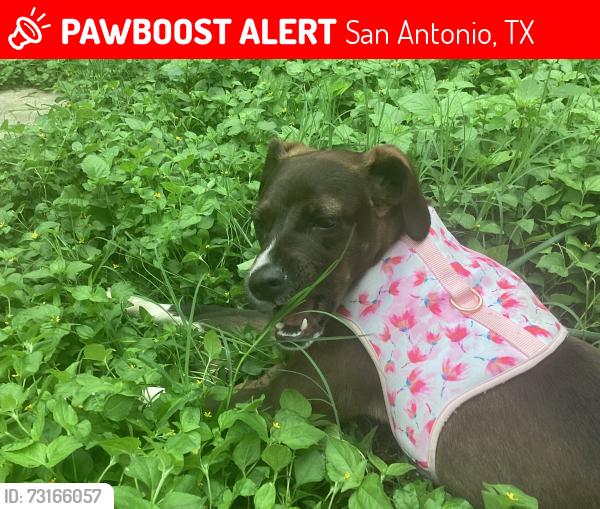 Lost Female Dog last seen dollar general, walmart, heb, fishers gas station curches, San Antonio, TX 78247