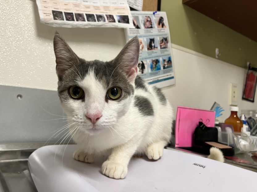 Shelter Stray Male Cat last seen S CHURTON ST, HILLSBOROUGH, NC, 1601 Eubanks Rd, Chapel Hill, NC 27516, USA