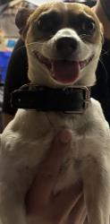 Found/Stray Male Dog last seen Near la Habra police station, La Habra, CA 90631