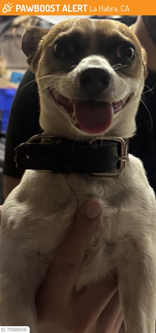 Found/Stray Male Dog last seen Near la Habra police station, La Habra, CA 90631