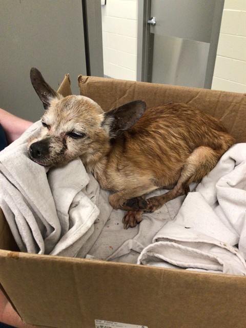Shelter Stray Male Dog last seen US-36 & BROADWAY, 12155 Park Blvd, Brighton, CO 80601, USA
