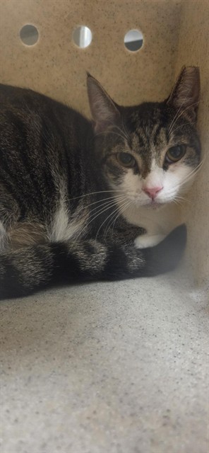 Shelter Stray Female Cat last seen FOX QUARRY LN, SANFORD, 232 Eslinger Way, Sanford, FL 32773, USA