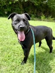 Shelter Stray Female Dog last seen Near BLOCK SOUTH 3RD ST, 3528 Newburg Rd, Louisville, KY 40218, USA