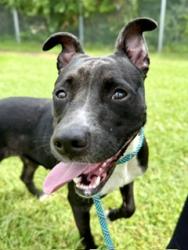 Shelter Stray Female Dog last seen Near BLOCK S 9TH ST, 3528 Newburg Rd, Louisville, KY 40218, USA