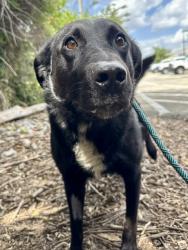 Shelter Stray Male Dog last seen Near BLOCK PRESTON CROSSING BLVD, 3528 Newburg Rd, Louisville, KY 40218, USA