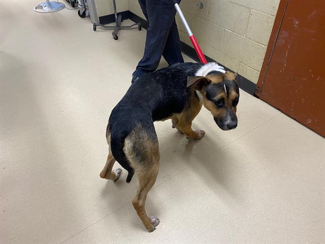 Shelter Stray Male Dog last seen Near BLOCK N 48TH ST #LOWER, 3839 W Burnham St, West Milwaukee, WI 53215, USA