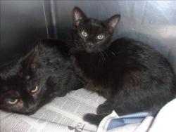 Shelter Stray Female Cat last seen , 14409 Vanowen St, Van Nuys, CA 91405, USA