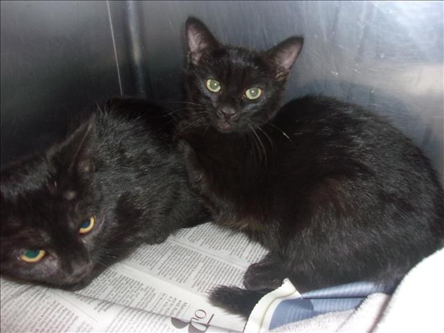 Shelter Stray Female Cat last seen , 14409 Vanowen St, Van Nuys, CA 91405, USA