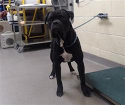 Shelter Stray Male Dog last seen Near BLOCK ARGONNE WAY DENVER CO 80249, 1241 W Bayaud Ave, Denver, CO 80223, USA