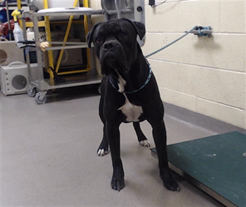 Shelter Stray Male Dog last seen Near BLOCK ARGONNE WAY DENVER CO 80249, 1241 W Bayaud Ave, Denver, CO 80223, USA