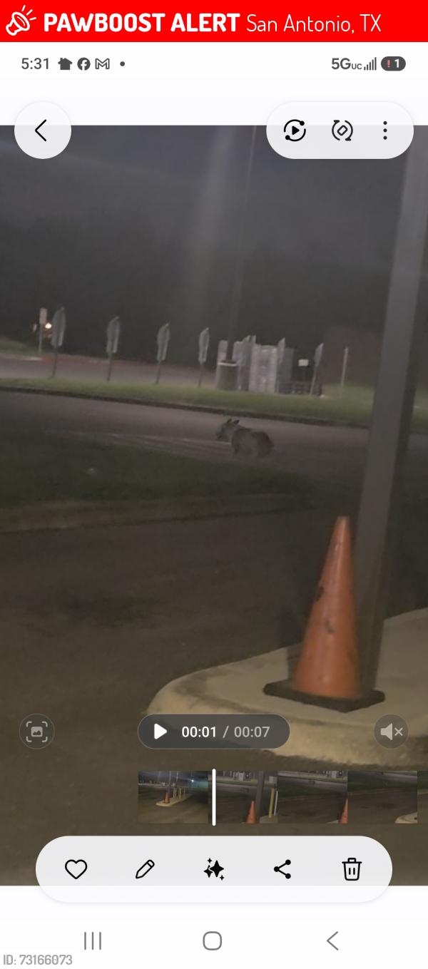 Lost Unknown Dog last seen Babcock rd, San Antonio, TX 78240