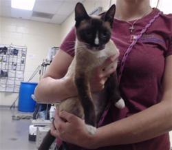 Shelter Stray Female Cat last seen Near BLOCK ELM ST DENVER CO 80220, 1241 W Bayaud Ave, Denver, CO 80223, USA