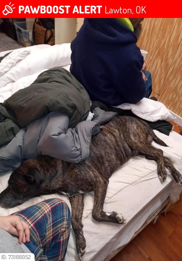 Lost Male Dog last seen Lawton Oklahoma, Lawton, OK 73501