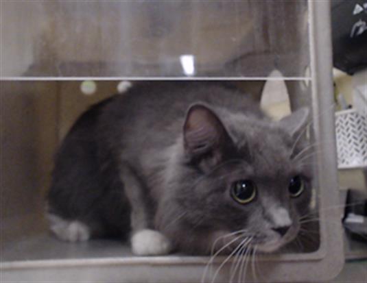 Shelter Stray Unknown Cat last seen Near BLOCK SHERIDAN BLVD ARVADA CO 80003, 1241 W Bayaud Ave, Denver, CO 80223, USA