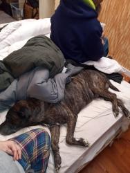 Lost Male Dog last seen Lawton Oklahoma, Lawton, OK 73501