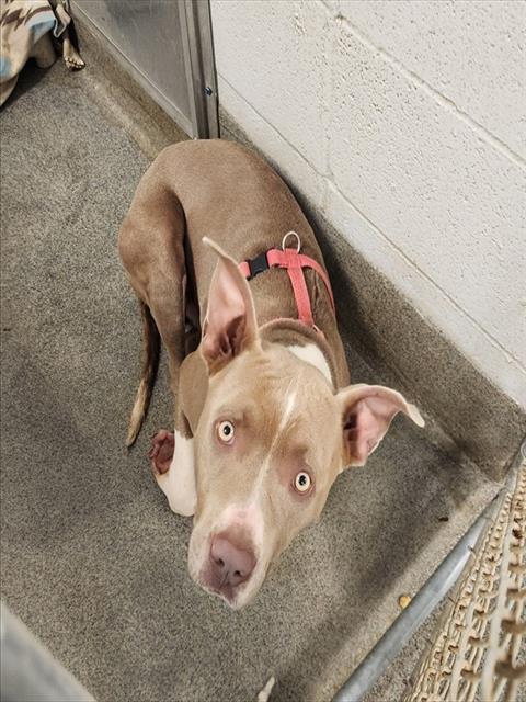 Shelter Stray Male Dog last seen 2ND AVE, 4950 SW Triana Blvd, Huntsville, AL 35805, USA