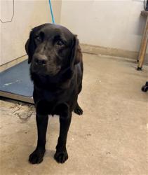 Shelter Stray Male Dog last seen , 600 Aviation Dr, Camarillo, CA 93010, USA