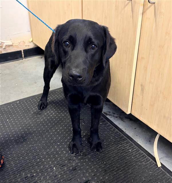 Shelter Stray Male Dog last seen , 600 Aviation Dr, Camarillo, CA 93010, USA