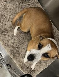 Shelter Stray Male Dog last seen THRILL HILL RD EUSTIS, 12280 County Rd 448, Tavares, FL 32778, USA