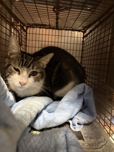 Shelter Stray Male Cat last seen , West Valley Animal Shelter, 20655 Plummer St, Chatsworth, CA 91311, USA