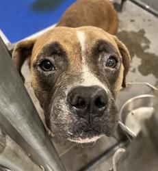 Shelter Stray Unknown Dog last seen E DOANE AVE EUSTIS, 12280 County Rd 448, Tavares, FL 32778, USA
