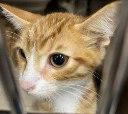 Shelter Stray Male Cat last seen NORTH LAKE FLEA MARKET US 441 FRUITLAND PARK, 12280 County Rd 448, Tavares, FL 32778, USA